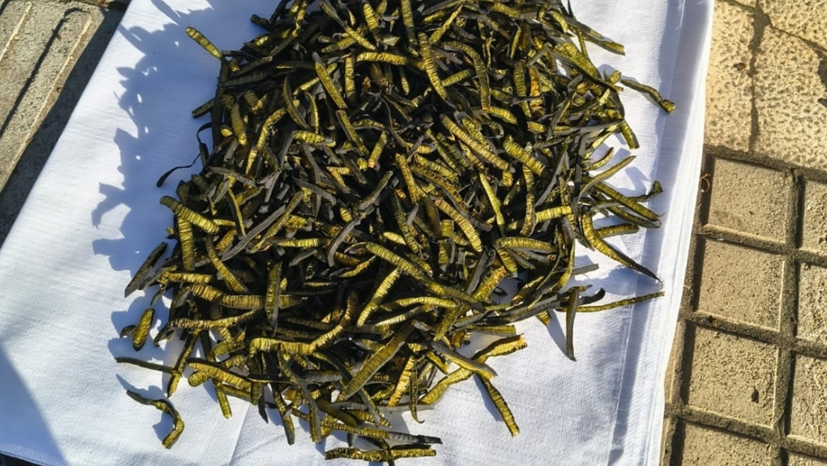 Cochayuyo A