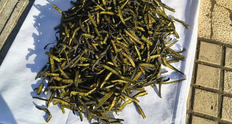 Cochayuyo A