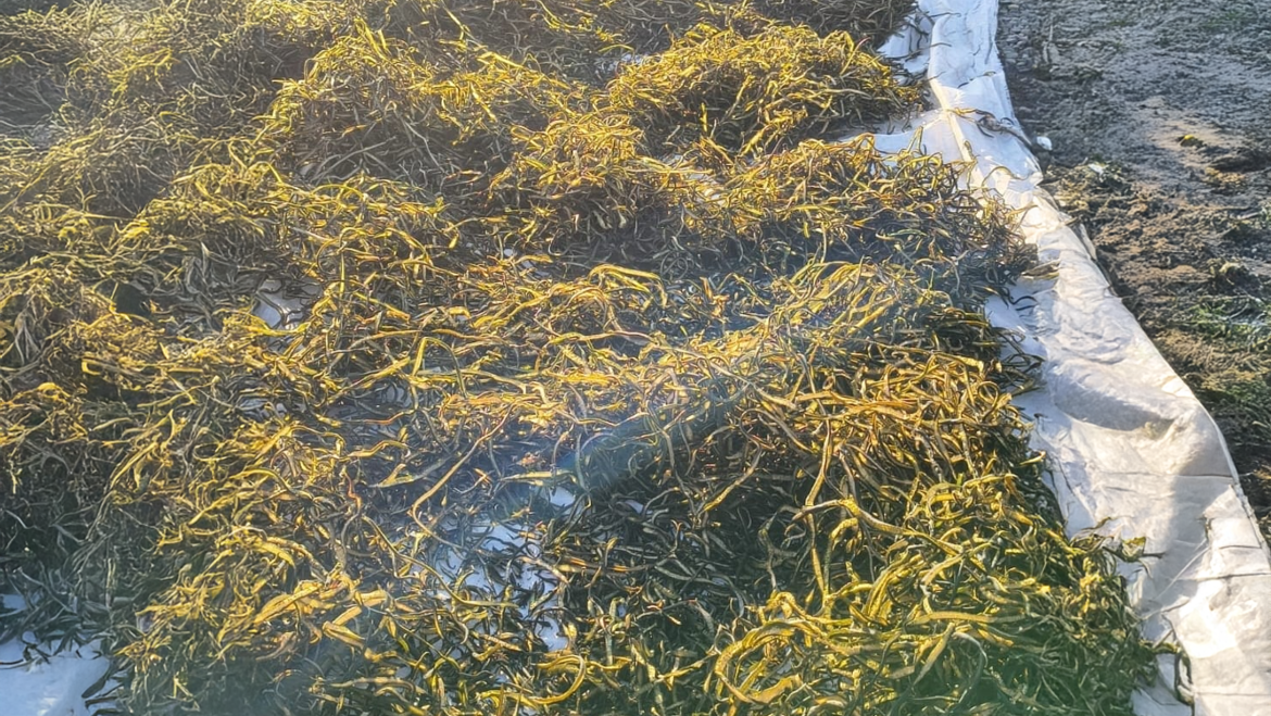 ALGA 1