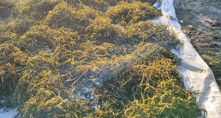 ALGA 1